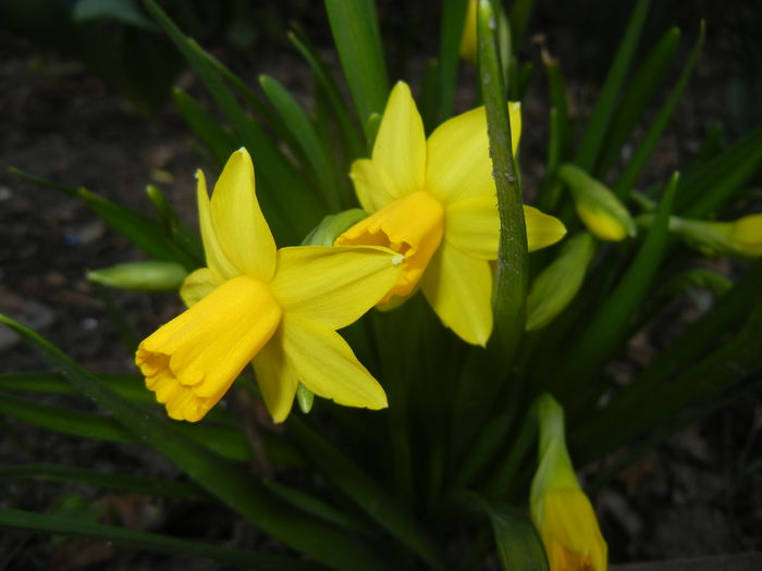 Narcissus Tete-a-Tete (2015, March 22)
