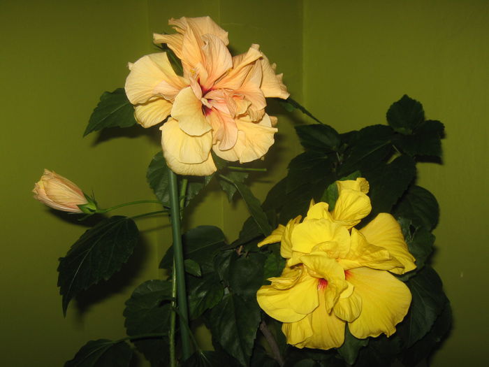 Picture My plants 2465