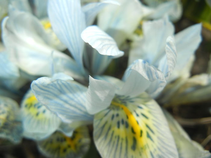 Iris Katharine Hodgkin (2015, March 22)