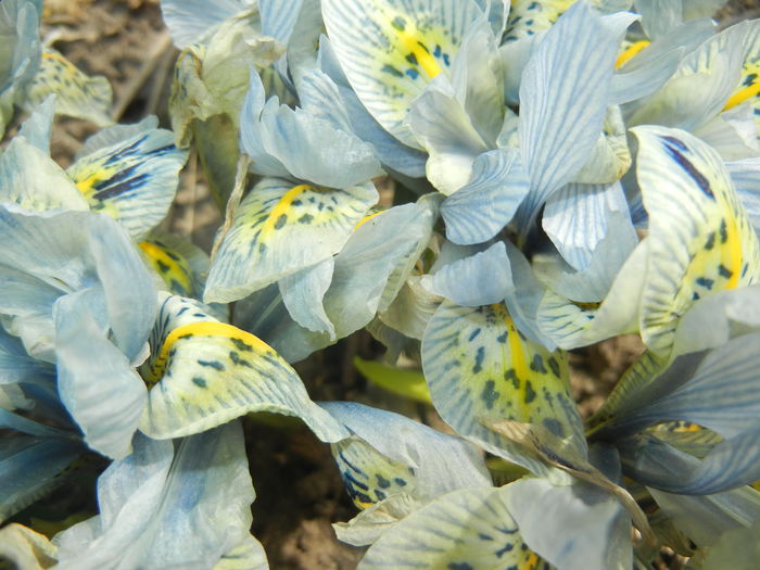 Iris Katharine Hodgkin (2015, March 22)