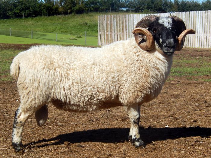 Berbec Dartmoor Blacface frumos-83