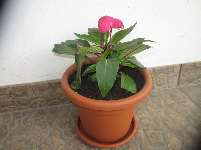 Impatiens - Flori-2015