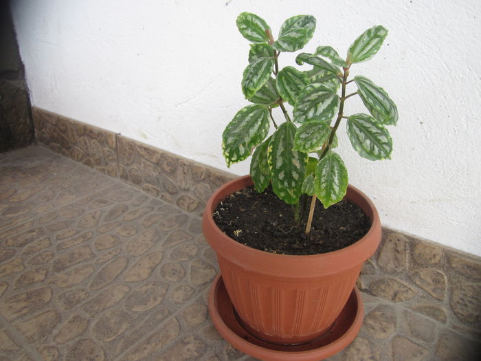 Pilea - Flori-2015