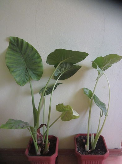 Alocasia