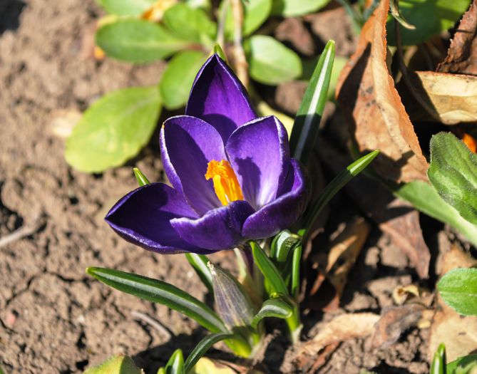 crocus negro boy; brandusa
