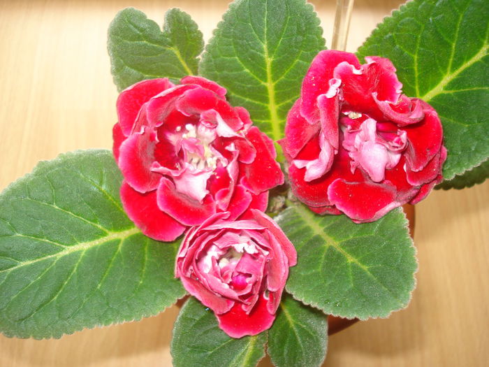 DSC00029 - GLOXINIA 2015