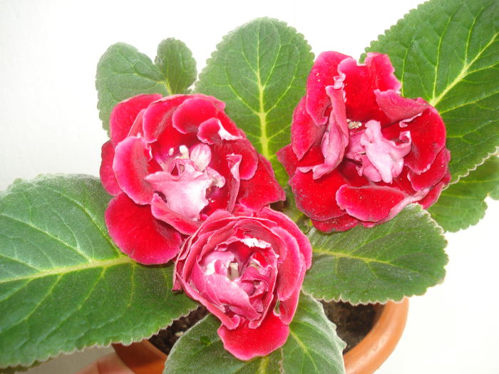 DSC00033 - GLOXINIA 2015