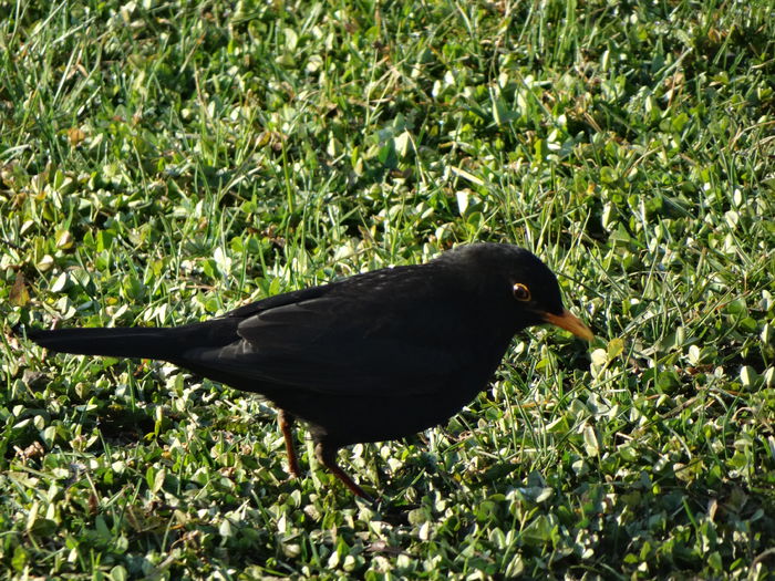 mierloiul care prinde viteza prin iarba - a-vizitatorii gradinii-2015
