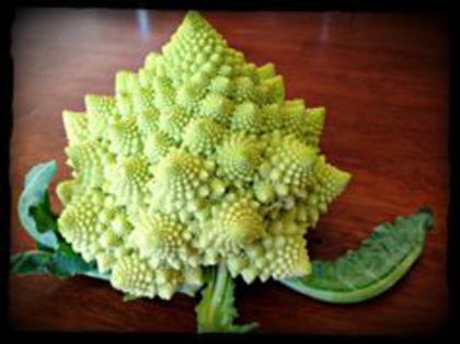 conopida romanesco - DE VANZARE SEMINTE LEGUME SI FRUCTE EXOTICE