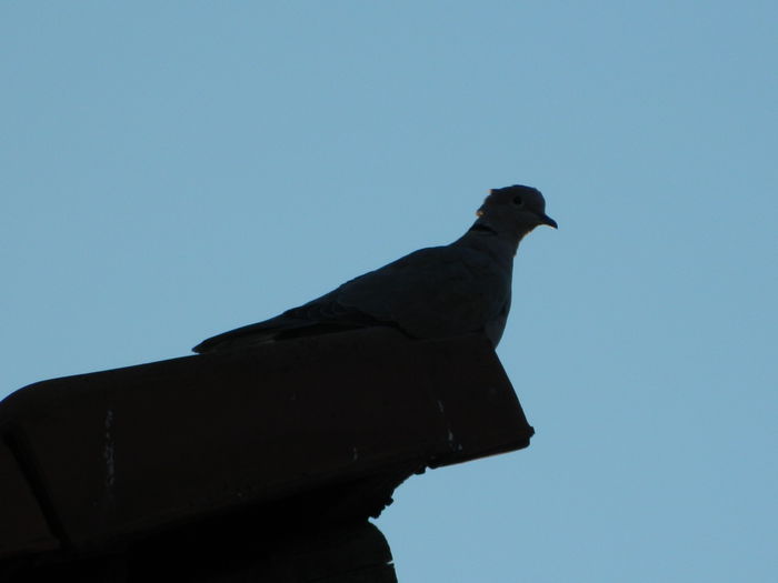 DSCN2736