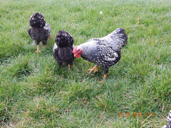 11093165_1041369462557317_1267091673_o