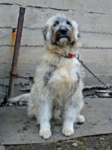 DSC04881 - Diverse animale si pasari