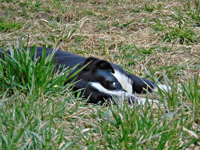 DSC05807 - Diverse animale si pasari