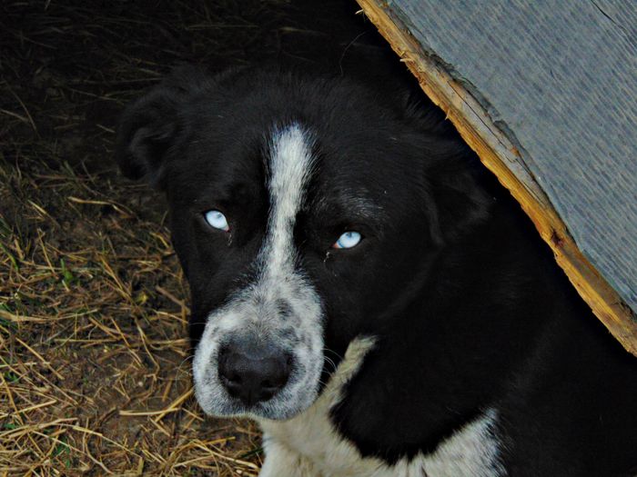 DSC05774 - Diverse animale si pasari