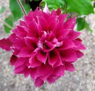 clematis red star