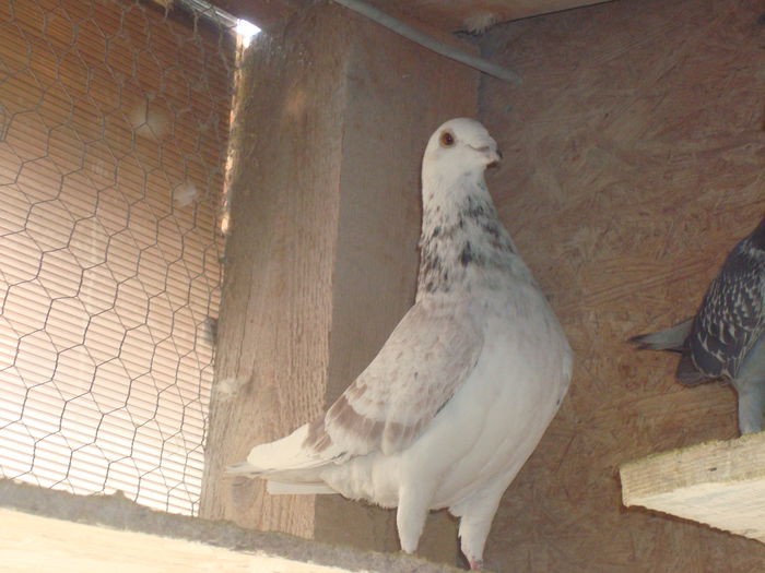 DSC06710 - Porumbei  de vanzare