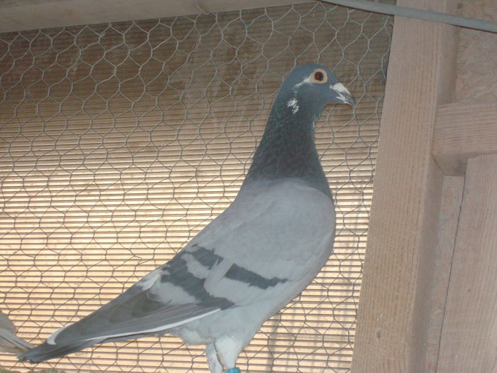 Frate de tata cu loc 1 As Maraton jud