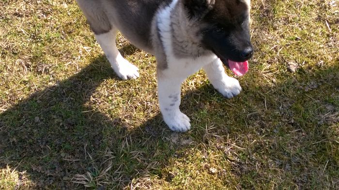 WP_20150316_008 - Max - Akita American