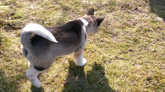 WP_20150316_009 - Max - Akita American