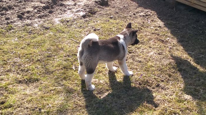 WP_20150316_010 - Max - Akita American