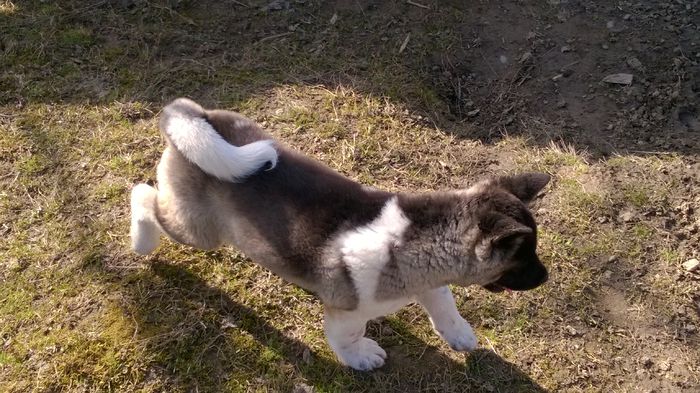 WP_20150316_011 - Max - Akita American