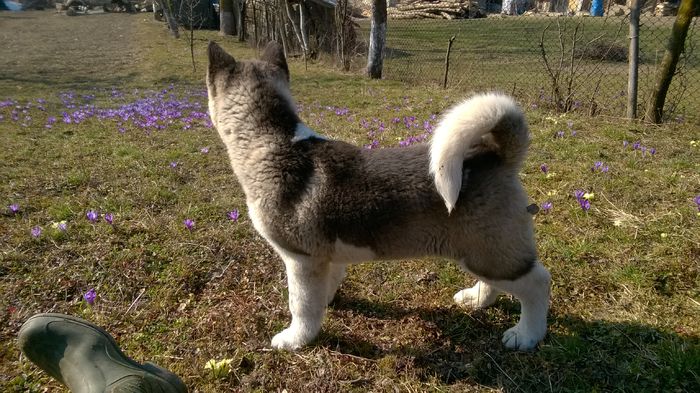 WP_20150323_012 - Max - Akita American