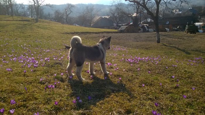 WP_20150323_013 - Max - Akita American