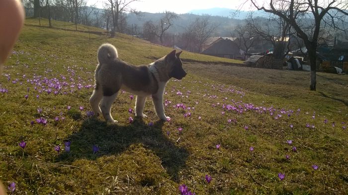 WP_20150323_014 - Max - Akita American