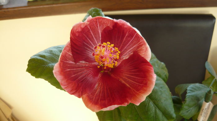 003 - Hibiscus 2015