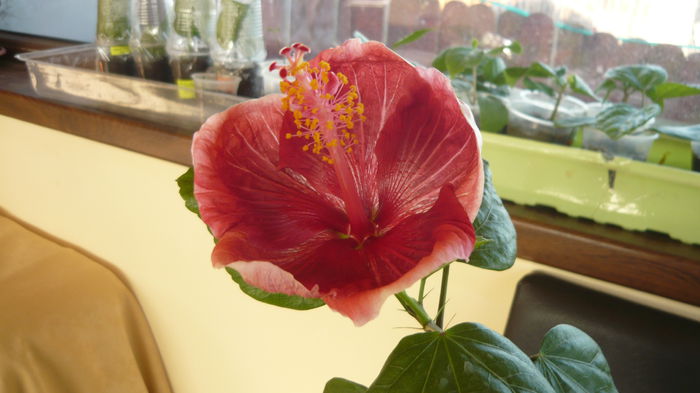 004 - Hibiscus 2015