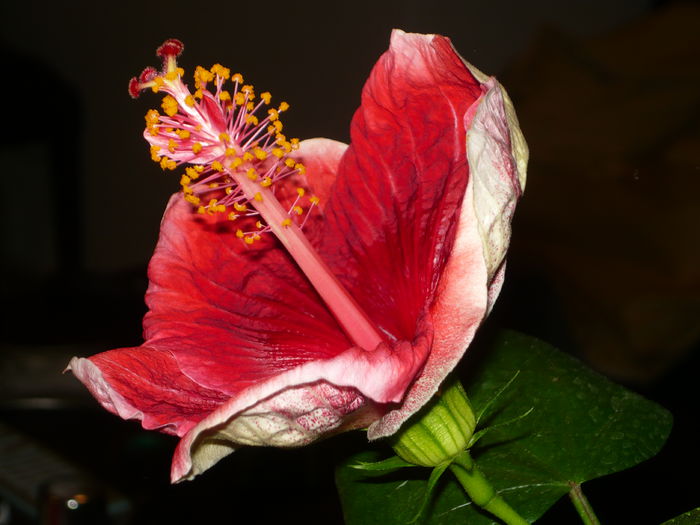 009 - Hibiscus 2015