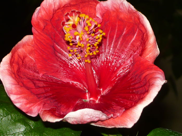 011 - Hibiscus 2015