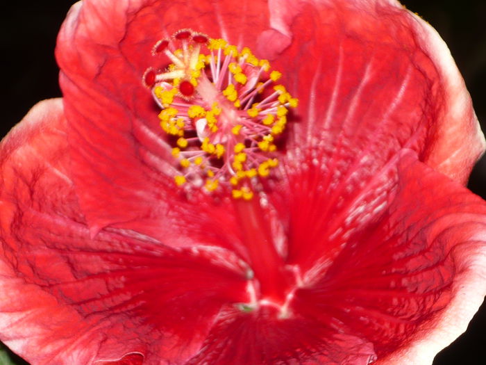012 - Hibiscus 2015