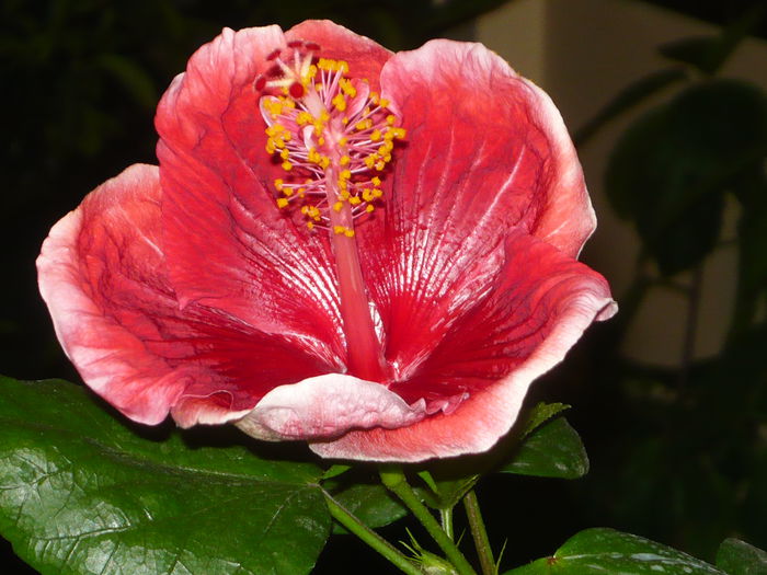 013 - Hibiscus 2015