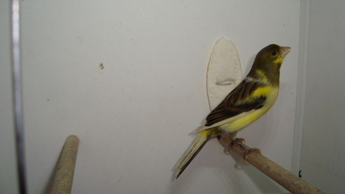 M 2014 - timbrados pereche