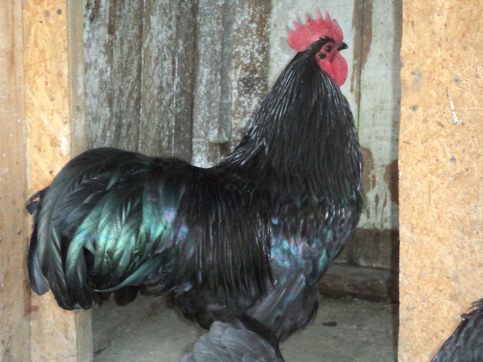 DSC03351 - Vand oua Australorp