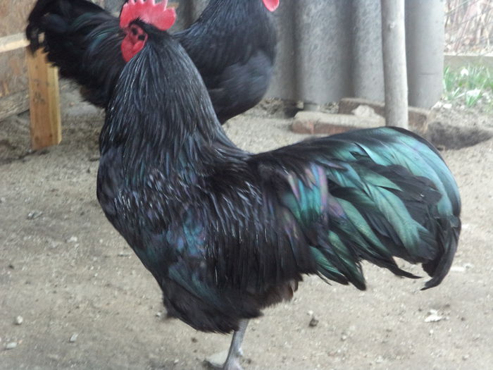 DSC03335 - Vand oua Australorp