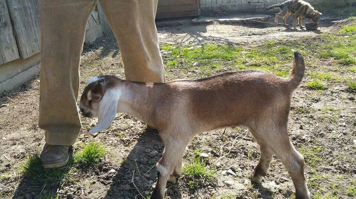 consagvin unchi+nepoata; are si stea in frunte
