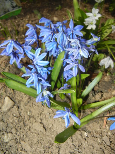 Scilla siberica (2015, March 22) - SCILLA Siberica_Siberian Squill