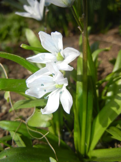 Scilla tubergeniana (2015, March 22)