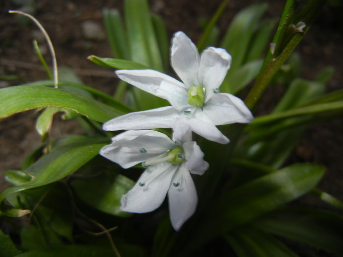 Scilla tubergeniana (2015, March 22)