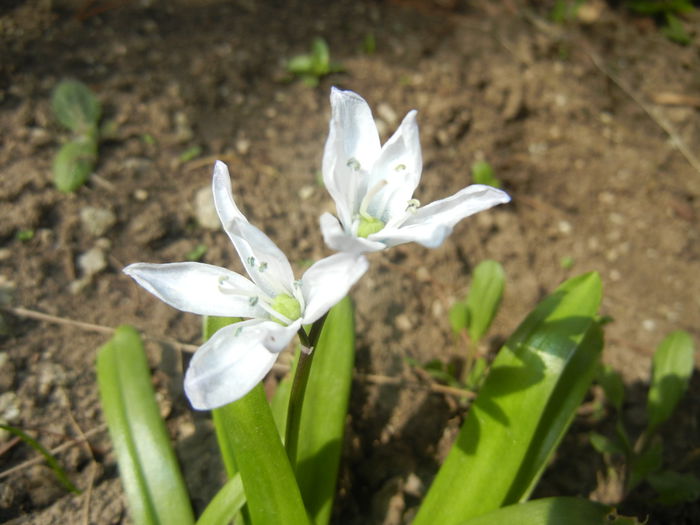 Scilla tubergeniana (2015, March 22)