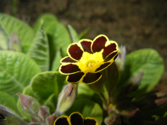 Primula elatior Gold Lace (2015, Mar.22) - PRIMULA Elatior Gold Lace