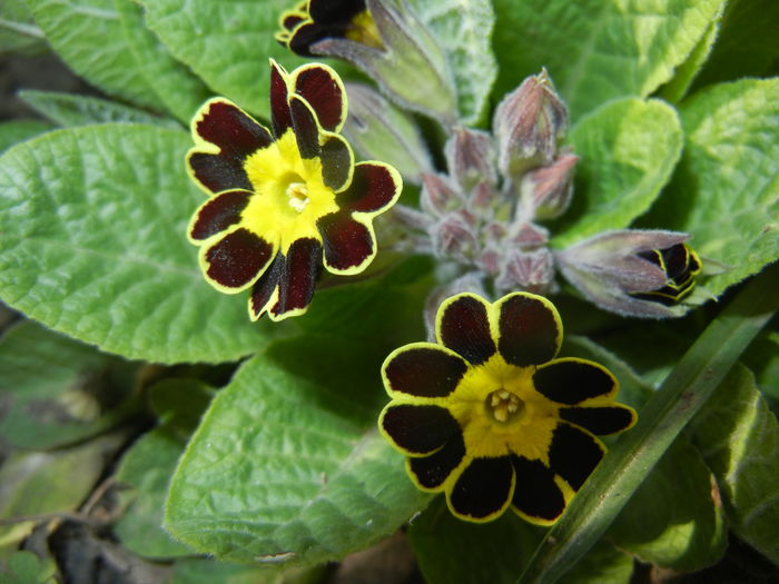 Primula elatior Gold Lace (2015, Mar.22)