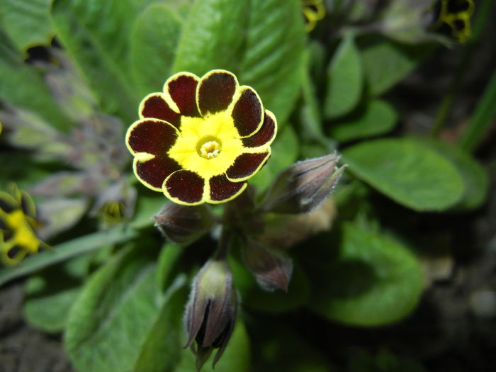 Primula elatior Gold Lace (2015, Mar.22)