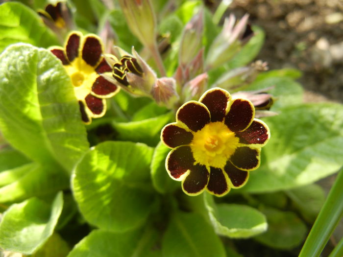 Primula elatior Gold Lace (2015, Mar.24) - PRIMULA Elatior Gold Lace