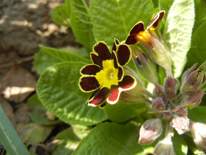 Primula elatior Gold Lace (2015, Mar.24)