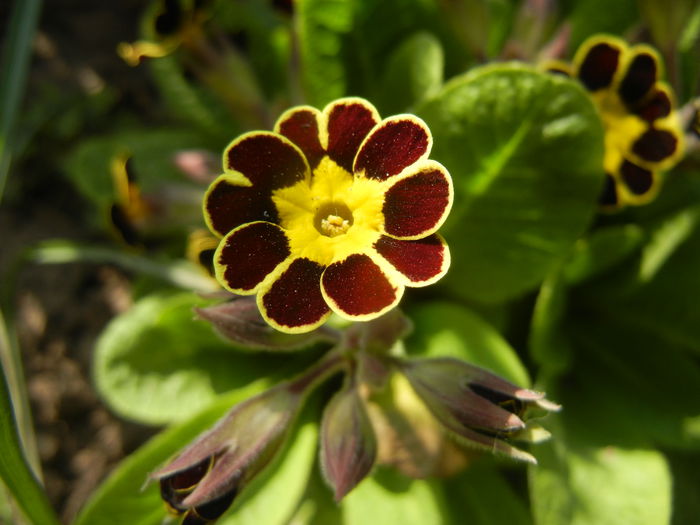 Primula elatior Gold Lace (2015, Mar.24)