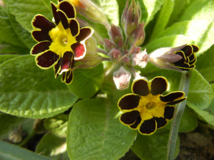 Primula elatior Gold Lace (2015, Mar.24)