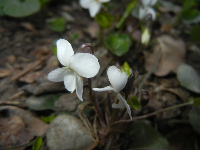 Sweet White Violet (2015, March 22)